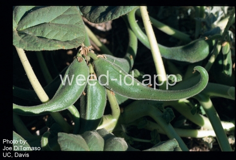 devil's claw, yellow